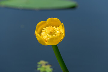 Yellow water lily growing and blossom on river. Pond overgrown with flowers nuphar lutea is...
