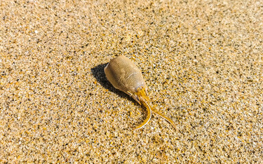 Stranded offal and parts of crabs and fish in Mexico.