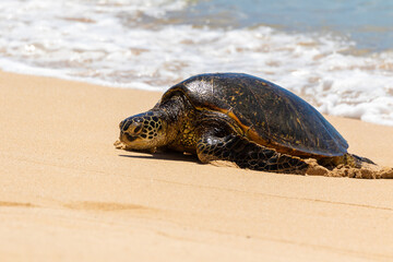 A Hawaiian green sea turtle enjoys the warm beach in Oahu.