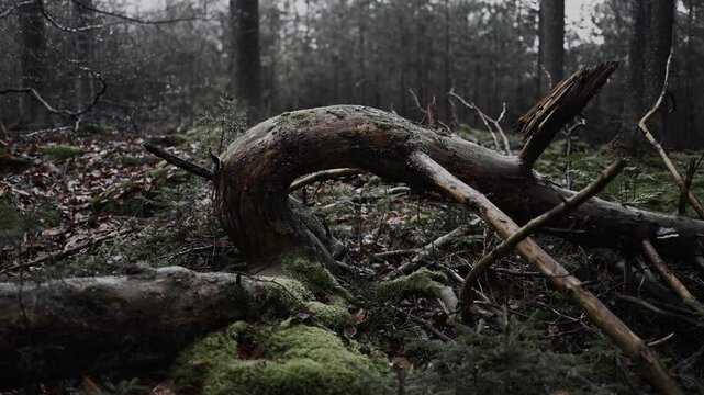 abgeholzster krummer baumstamm in einem d&uuml;steren wald mit nebel