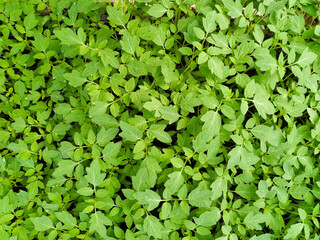 Vegetable Seeds 3
Several vegetable seedlings close up