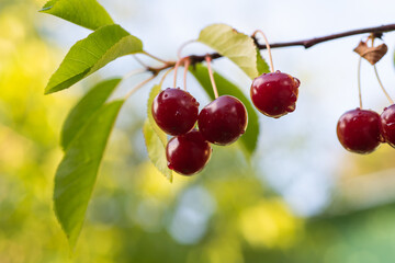 Detail of ripe red sour cherries on tree