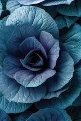 Obraz premium Stunning succulent plant showcasing intricate blue rosette design in natural light