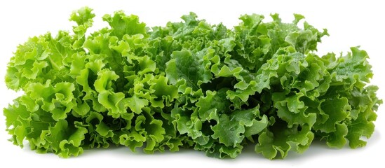 Fototapeta premium Fresh Green Lettuce Leaves Isolated on White Background