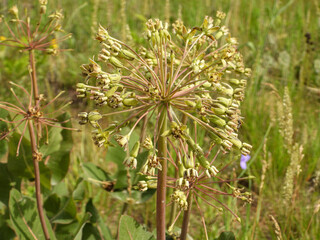 Fototapeta premium Asclepias amplexicaulis | Clasping Milkweed | Native North American Prairie Wildflower