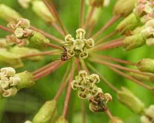 Fototapeta premium Asclepias amplexicaulis | Clasping Milkweed | Native North American Prairie Wildflower