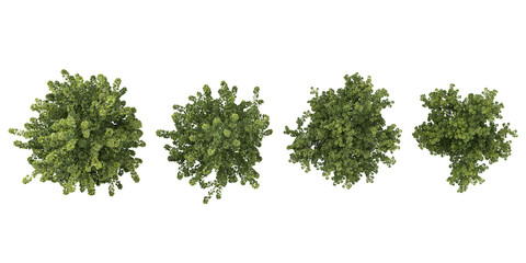 Obraz premium Collection of Populus plants on transparent background from the top view