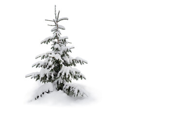 Fototapeta premium Fir trees covered snow on a white background. Christmas trees in snow