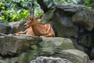 Naklejka premium A Mountain Bongo laying on a rock at Taipei Zoo