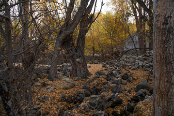 most beautiful autumn landscape with colorful trees in the mountains valley of skardu , gilgit...