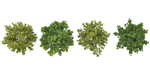 Obraz premium set of Acer trees on transparent background from the top view