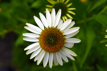 Obraz premium Yellow and white chamomile close-up.White flower top view.