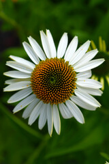 Obraz premium Yellow and white chamomile close-up.White flower top view.