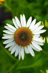 Obraz premium Yellow and white chamomile close-up.White flower top view.