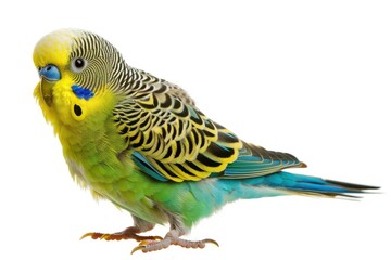 Fototapeta premium Pretty budgerigar isolated on white background with clipping path