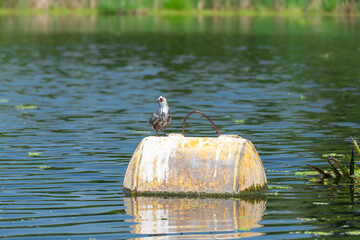 Little brave bird common tern sits from above on buoy in river. Sterna hirundo is a gull family...