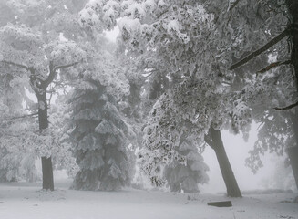 Winter scene in  forest. Trees on the mountain covered with snow.