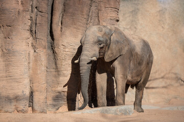 Fototapeta premium elephants in Valencia Biopark Spain
