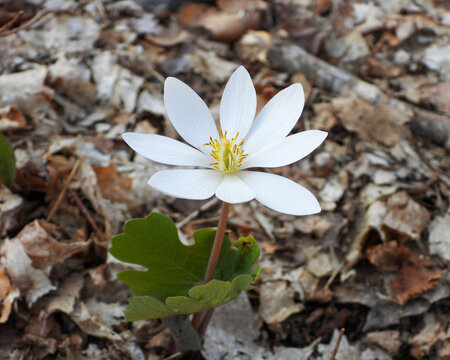 Sanguinaria canadensis | Bloodroot | Native North American Springtime Woodland Wildflower