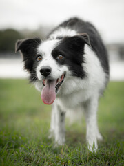 Fototapeta premium border collie puppy
