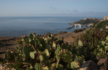 Scenic shot with a view of the sea. Wild cacti grow in the foreground. The coast of Malte with...