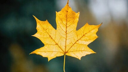 Obraz premium Vibrant close-up of a bright yellow autumn leaf showcasing intricate veins against a soft, blurred green and gold background.
