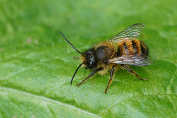 Closeup on a male red mason bee, Osmia rufa sitting on a green leaf in the garden