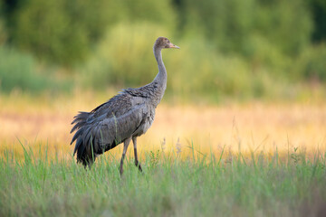 Fototapeta premium Young crane on a summer day in the meadow