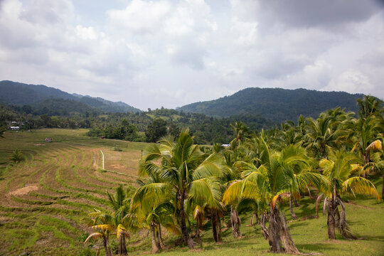 View of the rice fields in the Visayas, Philippines