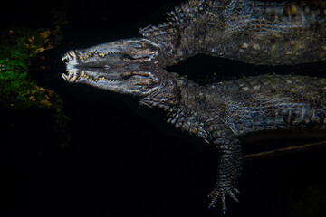A Crocodile swims and waits underwater with an abstract reflection of the animal and the...