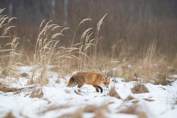 A fox sneaking among tall dead grass in a winter scenery