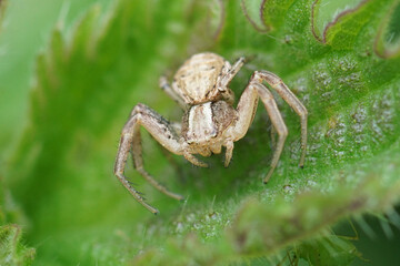 Natural closeup of a small crab spider, Xysticus sitting in a green nettle leaf