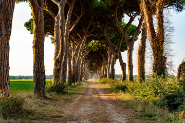 aleja z drzewami włochy