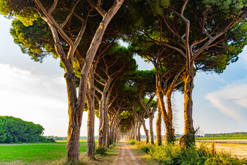 aleja z drzewami włochy