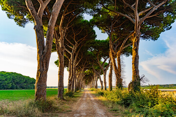 aleja z drzewami włochy
