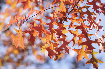 Quercus coccinea red orange yellow leaves during autumn season, ornamental tree