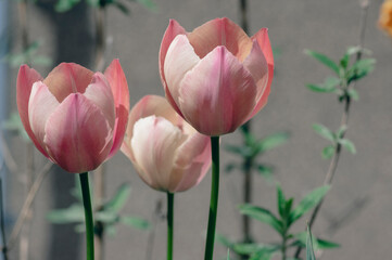 Bright light pink yellow color country Darwin tulips in bloom, bouquet of springtime flowering plants in the ornamental garden