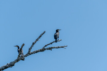 Wild water bird of cormorant is sitting on branch on blue sky background. Nannopterum auritus diving and hunt underwater for fish. Freedom freshwater large bird of cormorant family. Habitat wildlife.