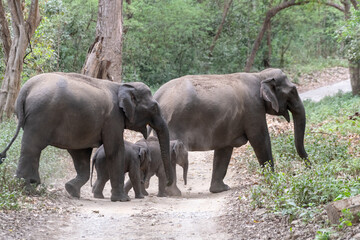 Elephant family crosses the road in Corbett © SURABHI