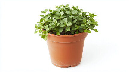 Fototapeta premium A close-up of a small plant in a pot, centered on a white background, no shadow present