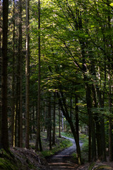 Fototapeta premium path in a dense forest