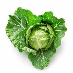 Obraz premium Freshly harvested green cabbage with intact outer leaves, isolated on a white background
