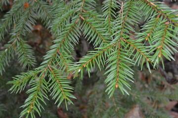 Christmas tree branch. Close-up. Green needles