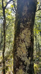 Obraz premium Close-up of Tree Bark with Lichen and Moss in a Sun-Dappled Forest