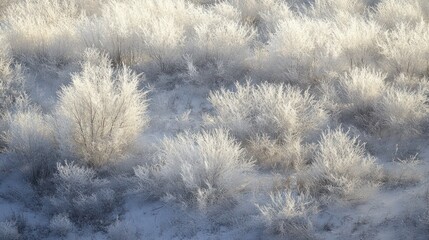 Frost-covered shrubs in winter landscape.