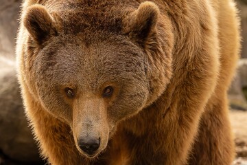 Obraz premium Big brown bear looking towards the camera in close-up.