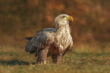 Bielik (Haliaeetus albicilla)  © arek0michalak
