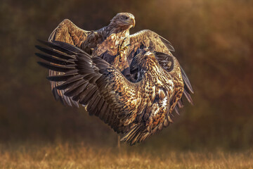 Bielik (Haliaeetus albicilla)  © arek0michalak