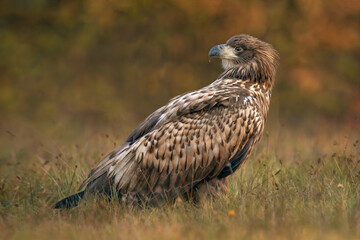 Bielik (Haliaeetus albicilla) 