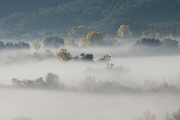 Shadow and silhouette of a tree and houses in a dense morning mist on the mountain. Autumn scene